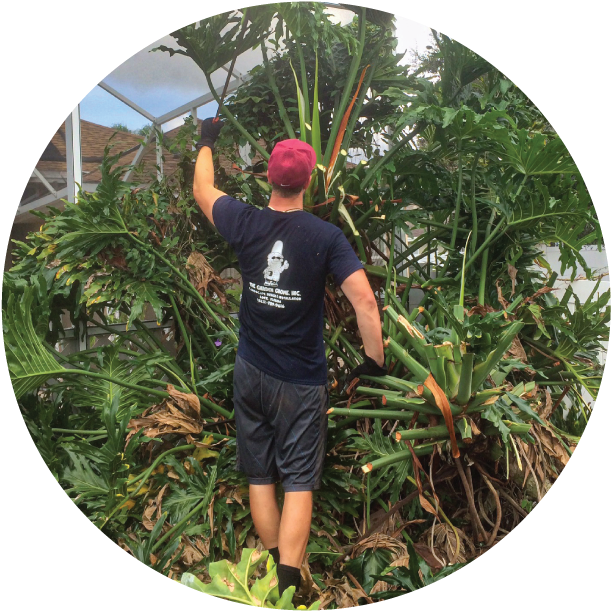 Team member pruning plants.